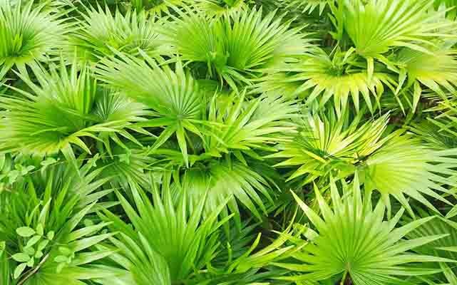 LA SALUD DE LA PROSTATA